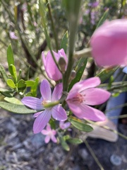 Eriostemon australasius