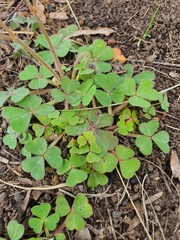 Oxalis compressa