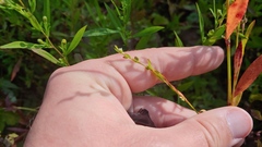 Polygonum ramosissimum
