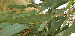 Corymbia