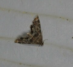 Petrophila confusalis