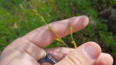 Polygonum ramosissimum
