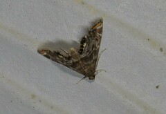 Petrophila confusalis