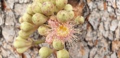 Corymbia
