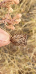 Corymbia