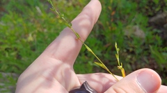 Polygonum ramosissimum