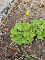 Oxalis compressa