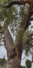 Corymbia