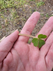 Oxalis compressa