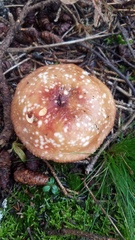 Russula fragilis