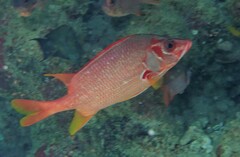 Sargocentron spiniferum