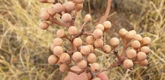 Corymbia