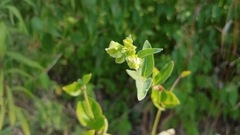 Mirabilis nyctaginea