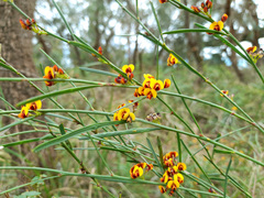 Daviesia leptophylla