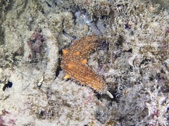 Apostichopus parvimensis