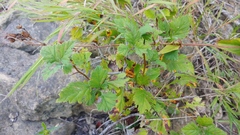 Crataegus mollis