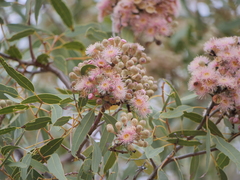 Corymbia