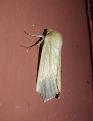 Mythimna
