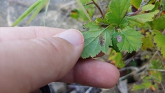 Crataegus mollis
