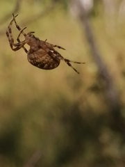 Araneus diadematus