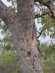 Corymbia