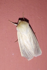 Mythimna