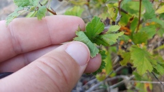 Crataegus mollis