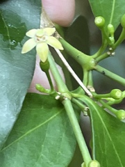 Cyclophyllum coprosmoides