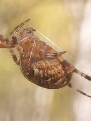Araneus diadematus