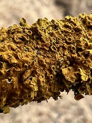 Xanthoria parietina
