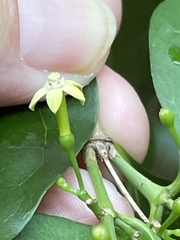 Cyclophyllum coprosmoides