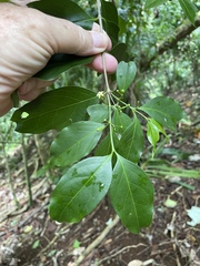 Cyclophyllum coprosmoides