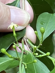 Cyclophyllum coprosmoides