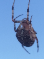 Araneus diadematus