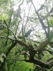 Opuntia karwinskiana