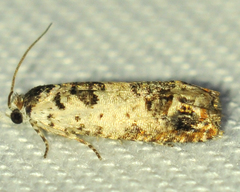 Eucosma ornatula