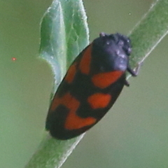 Cercopis vulnerata