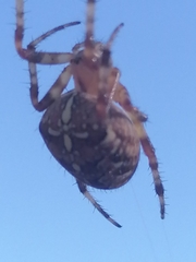 Araneus diadematus