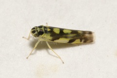 Eupteryx