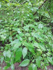 Capsicum annuum glabriusculum