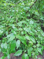 Capsicum annuum glabriusculum