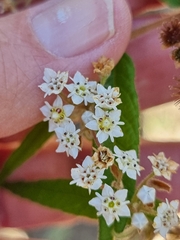 Commersonia dasyphylla