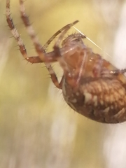 Araneus diadematus