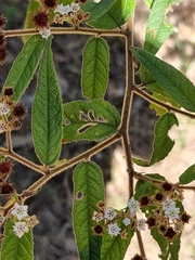 Commersonia dasyphylla