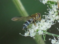 Leucozona glaucia