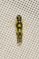 Eupteryx