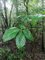 Handroanthus impetiginosus