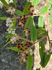 Commersonia dasyphylla