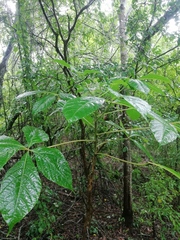 Handroanthus impetiginosus