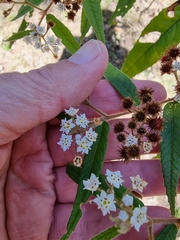 Commersonia dasyphylla